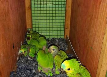 PRF apreende mais de 160 filhotes de papagaio em rodovia da região