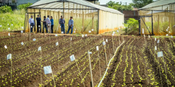 Agronomia da UEM tira nota 4 no Enade e se destaca no Paraná