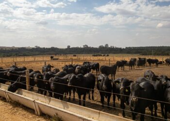 Abate de bovinos, frangos e suínos aumenta no quarto trimestre de 2022