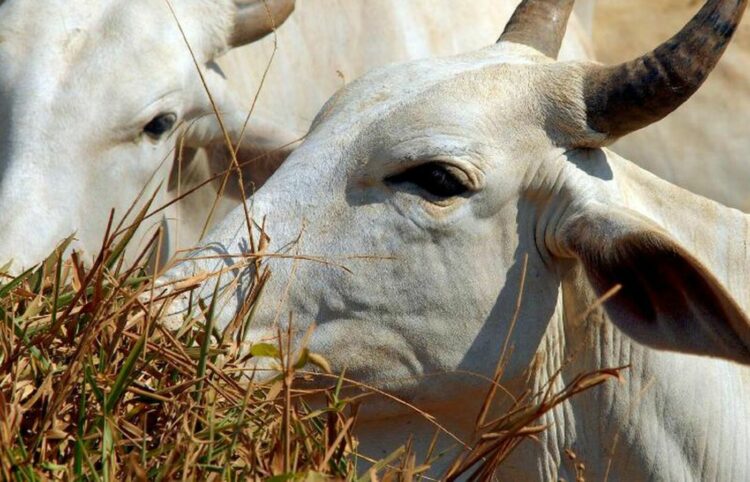 Mercado acompanha possível caso de mal da vaca louca no Pará