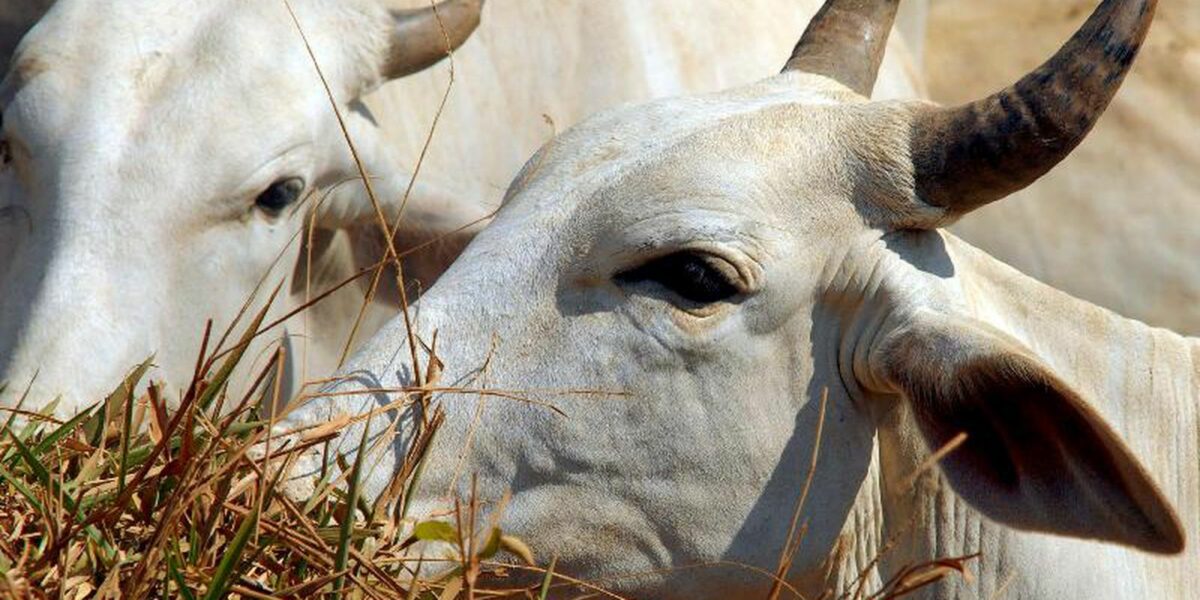 Ministério da Agricultura investiga suspeita de vaca louca