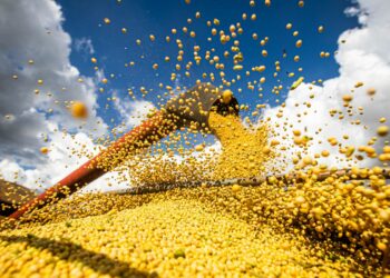 Previsão de safra de grãos é 310,6 milhões de toneladas, diz Conab