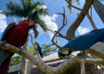 Vídeo – casal de Maringá tem santuário de araras e outras aves