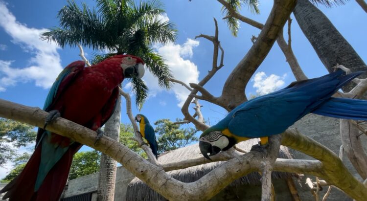 Vídeo – casal de Maringá tem santuário de araras e outras aves
