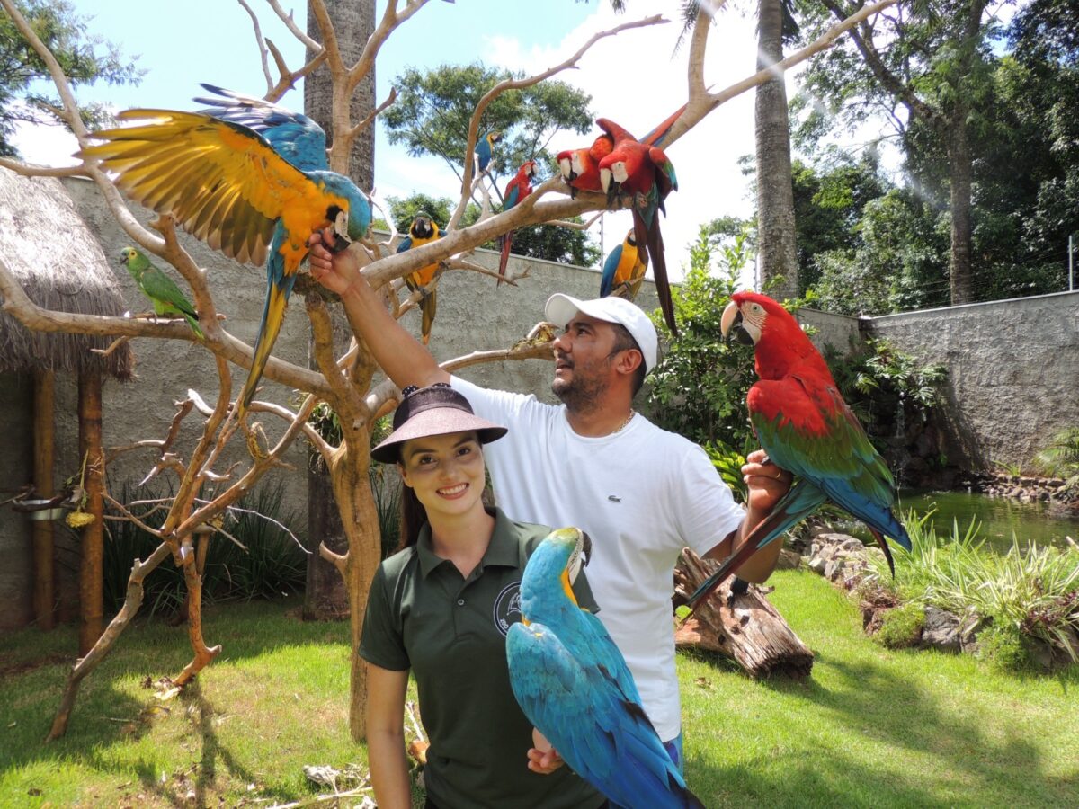 girassóis do Eurogarden