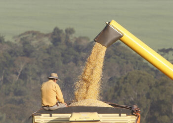 Colheita de milho na região de Campo Mourão (Crédito: Ilustrativa/Albari Rosa/AEN)