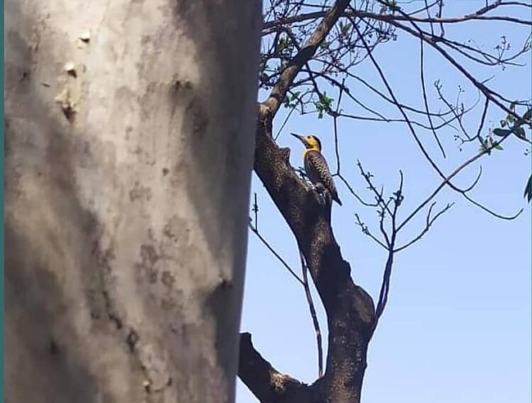 importância das aves