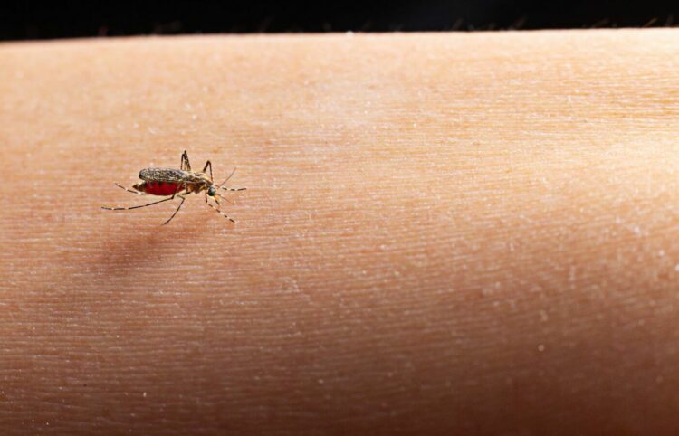 Anvisa recomenda intensificação de ações contra doenças transmitidas por mosquitos