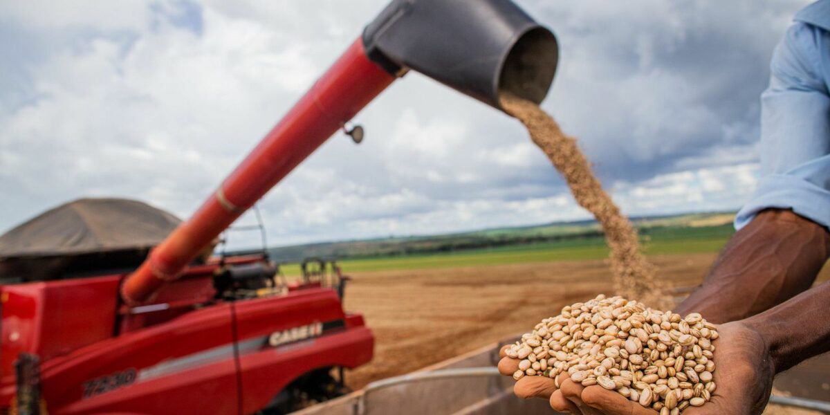 Aumento da temperatura vai afetar a produção de feijão no Brasil