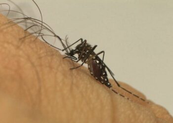 Centro de Operações de Emergências: Saúde monitora aumento da dengue e chikungunya