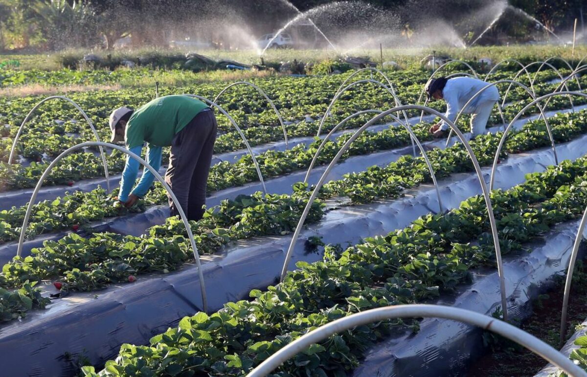 Crônicas do Agro: Geração 4.0 e o arroz e feijão bem feito!