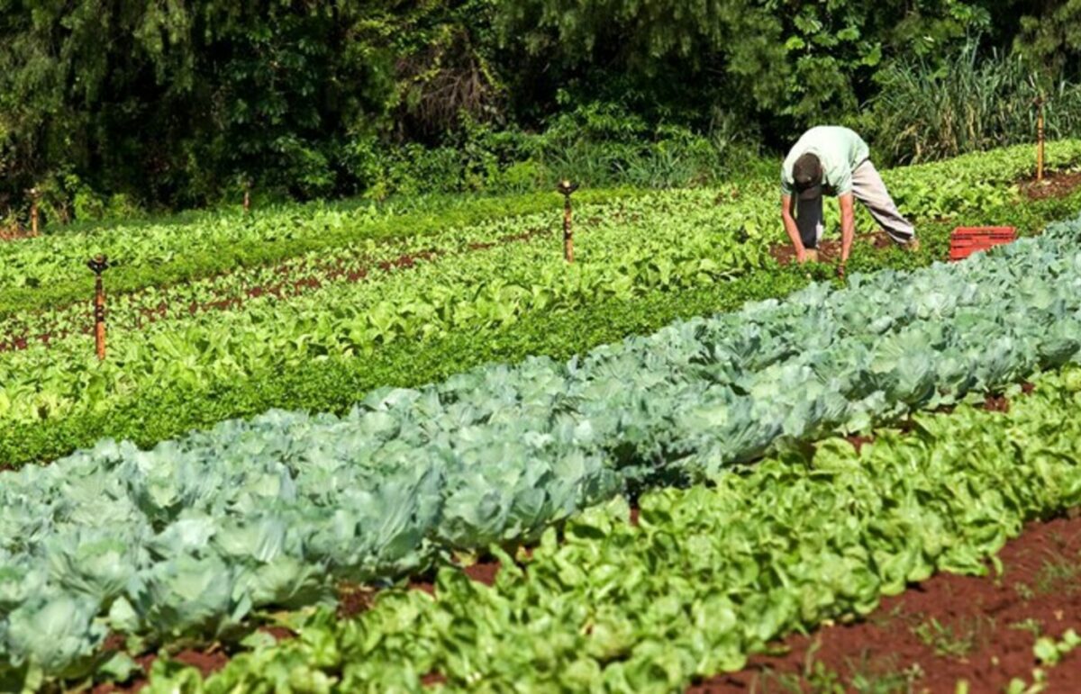 Garantia-Safra: mais de 39 mil agricultores familiares receberão benefício em março