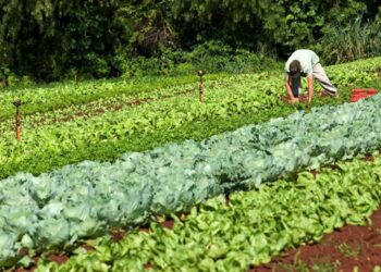 Garantia-Safra: mais de 39 mil agricultores familiares receberão benefício em março