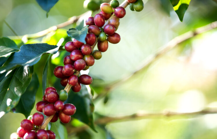INDICADORES: após dia em baixa, preço do café arábica inicia a sexta-feira (17) com alta de 3,70%