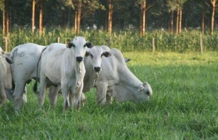 INDICADORES: preço do boi gordo inicia a segunda-feira (20) com preço estagnado