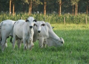 INDICADORES: preço do boi gordo inicia a sexta-feira (17) com uma leve alta de 1,03%