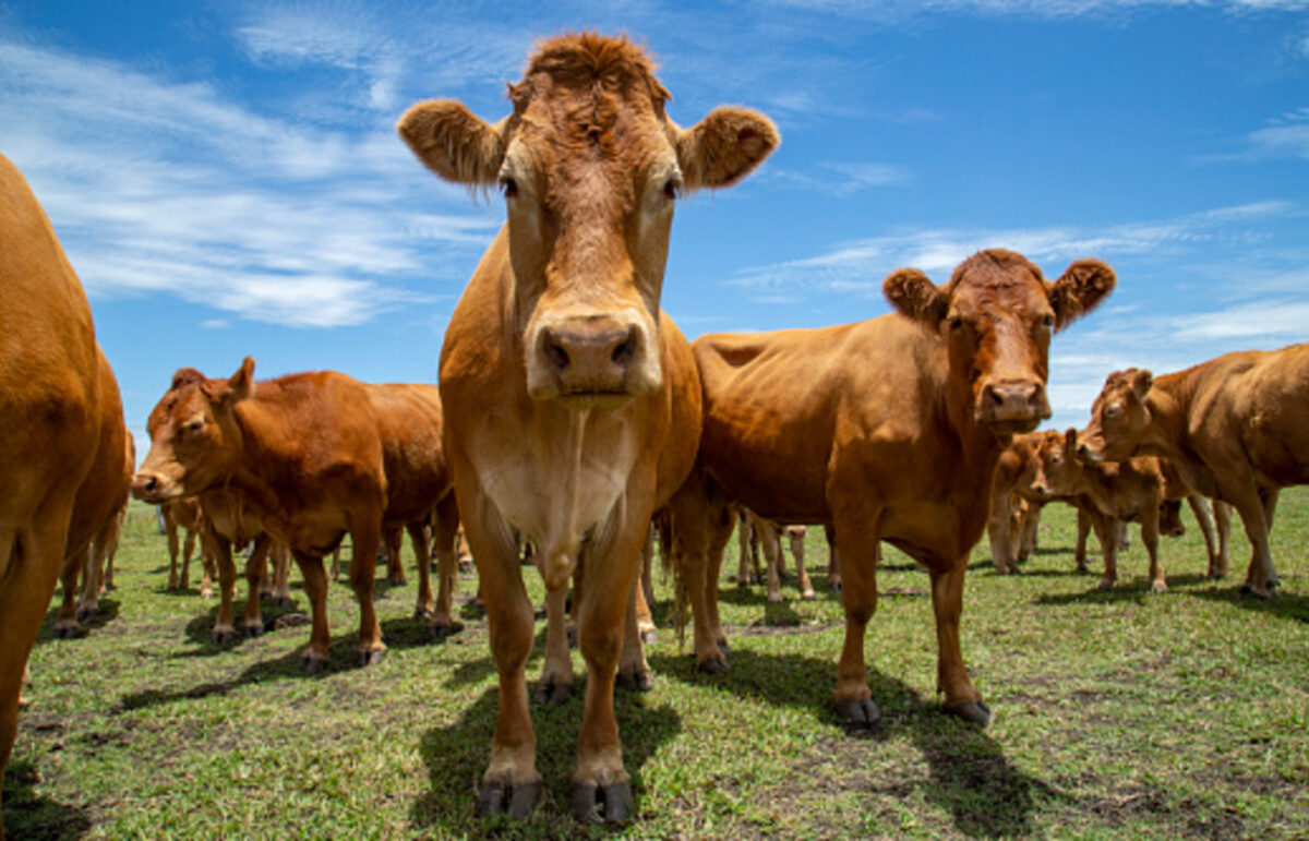 Vaca louca: não há motivos para que o embargo seja prolongado, afirma analista