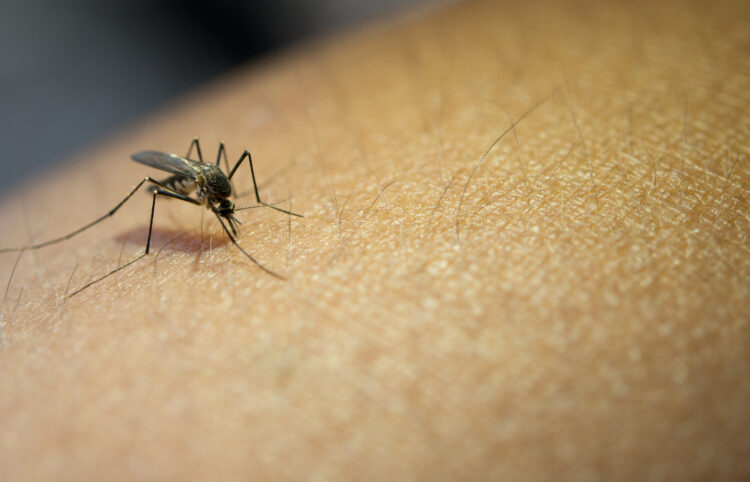 Vacina contra a dengue é aprovada pela CTNBio