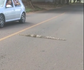 Vídeo – cobra de grande porte é flagrada atravessando rua em Maringá