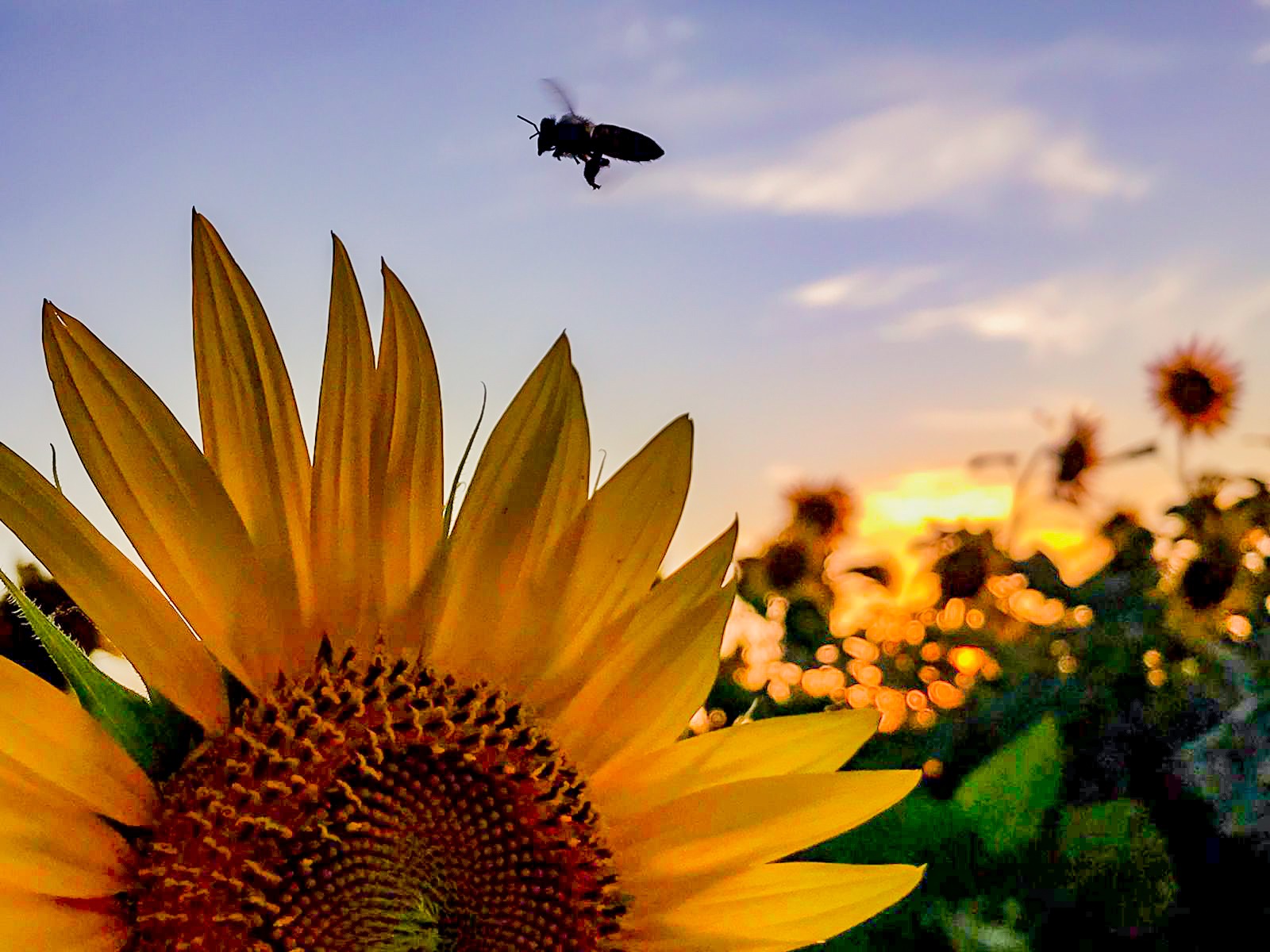 Concurso de Fotografia do Eurogarden