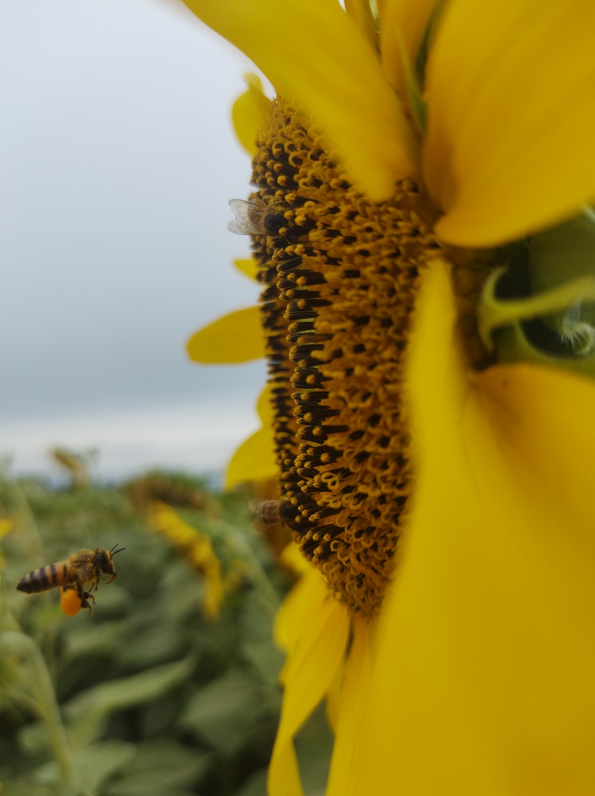 Concurso de Fotografia do Eurogarden