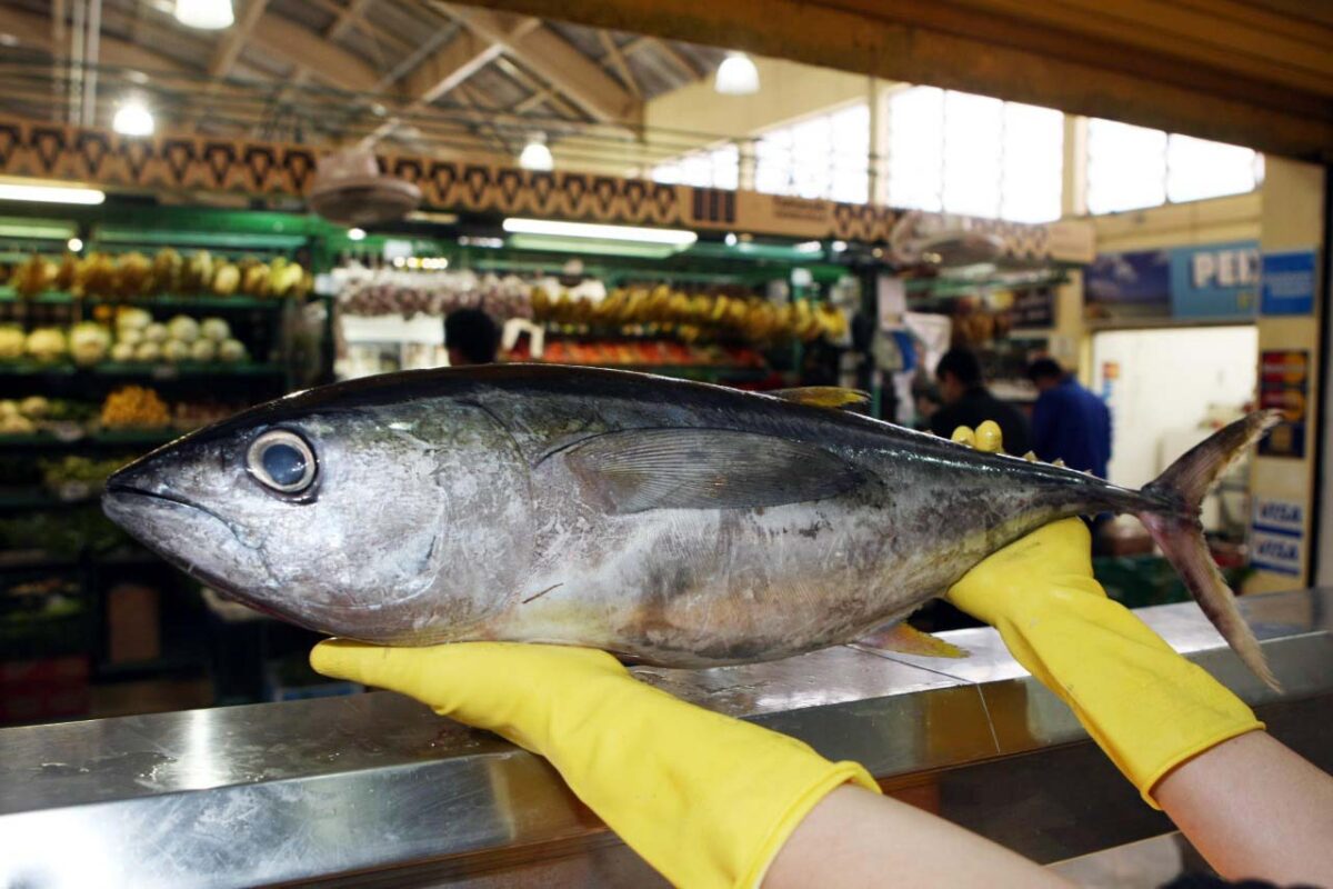 cuidados ao escolher o pescado