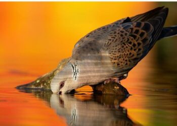 Dia Mundial das Aves Migratórias destaca importância da água