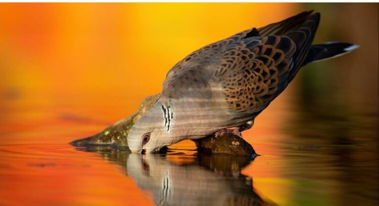 Dia Mundial das Aves Migratórias destaca importância da água