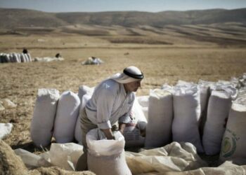 Programa Mundial de Alimentos pode suspender ajuda a palestinos por falta de fundos