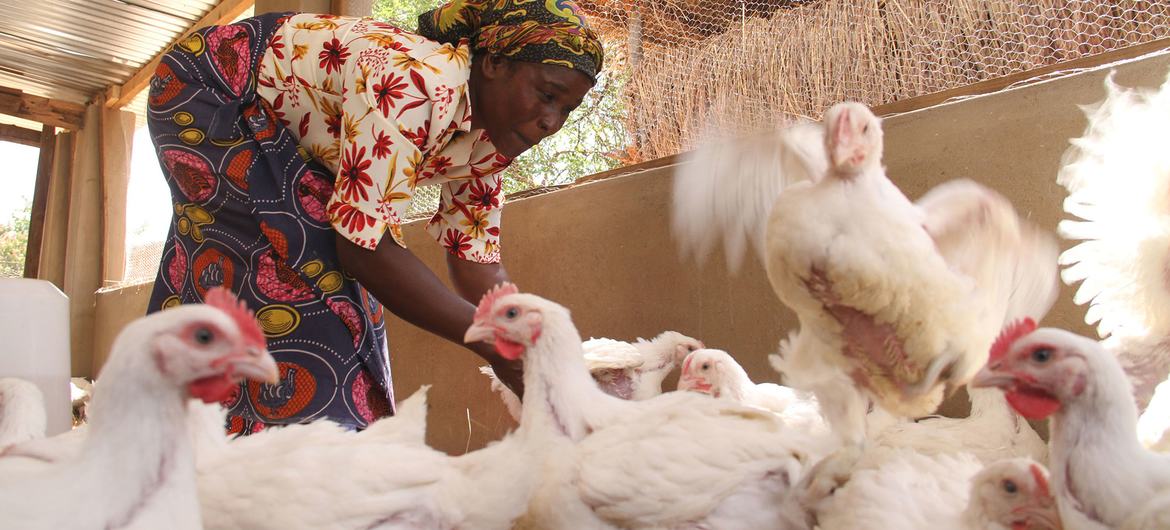 Galinhas são um recurso econômico e nutricional amplamente mantido na África rural e são frequentemente manejadas por mulheres.