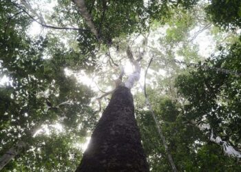 Vale do Javari, na Amazônia, precisa de “fiscalização permanente”, diz ministra Guajajara