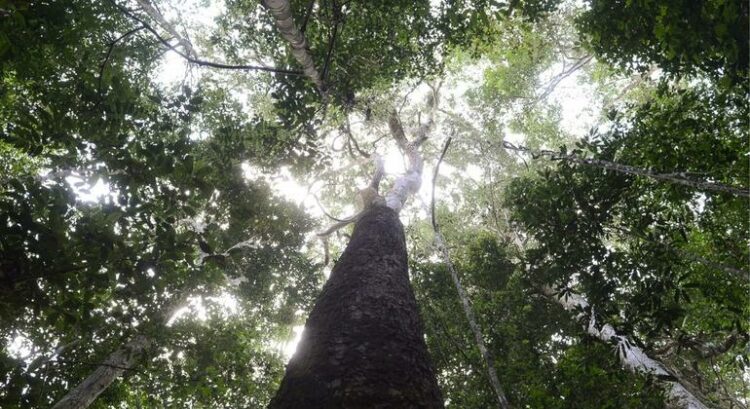 Vale do Javari, na Amazônia, precisa de “fiscalização permanente”, diz ministra Guajajara