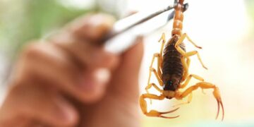 Estado mantém orientações e alerta para prevenção de acidentes com escorpiões
