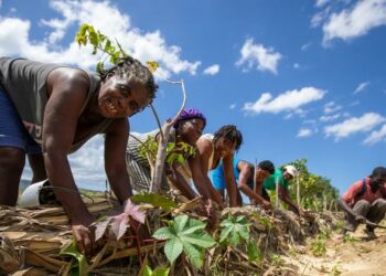 Haiti: Múltiplas crises exigem inovação para garantir renda e segurança alimentar