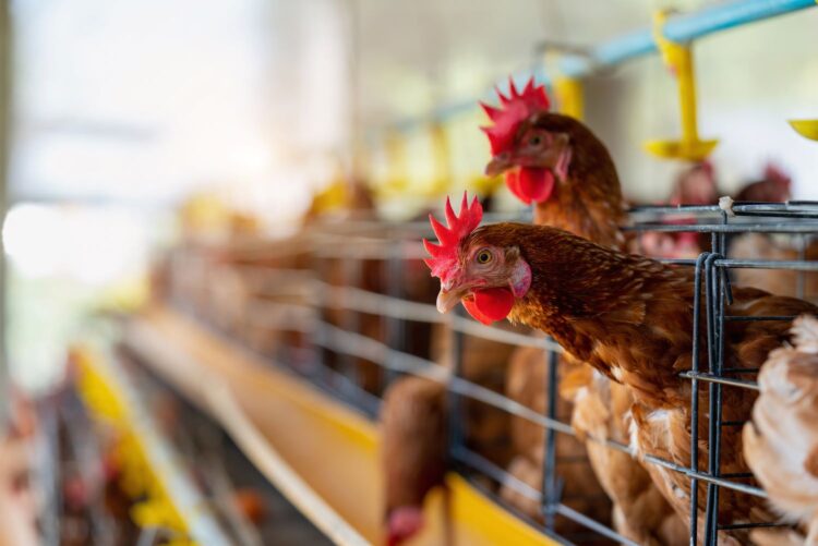 Em Astorga, predomina o frango de corte, responsável por 56,17% de toda a produção agropecuária (Crédito: Ilustrativa/Freepik)