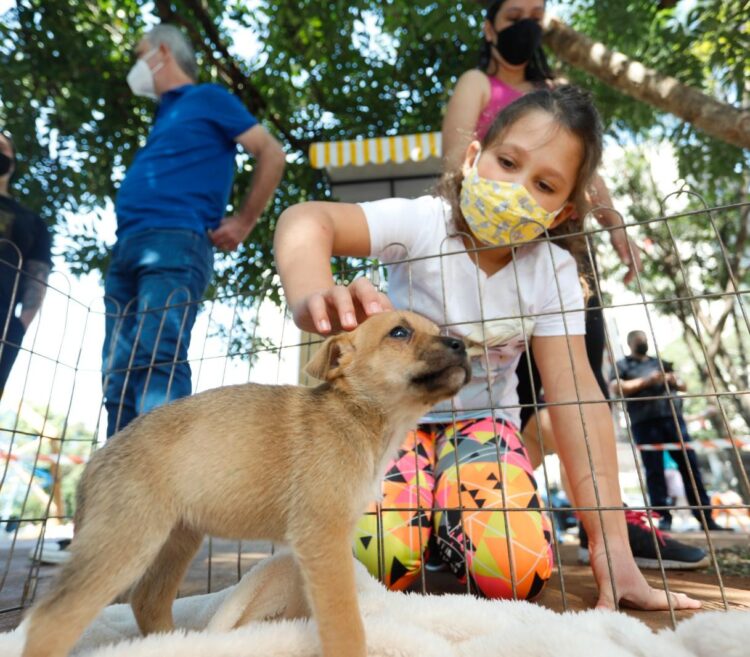 Adoção de pets cresce em Maringá - Foto: Arquivo/PMM