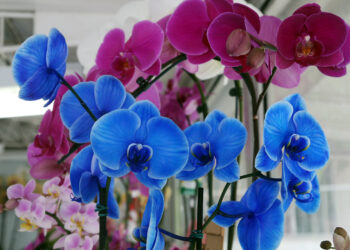 A produção de flores aumenta no Paraná, impulsionada por pequenos produtores familiares, que adotam o cultivo integrado com outras culturas. São produzidos, principalmente, crisântemos, rosas, orquídeas e grama para jardinagem. A Emater apoia os produtores, indicando as melhores práticas de cultivo. 
Curitiba, 15/01/2016.
Foto: Orlando Kissner/ANPr