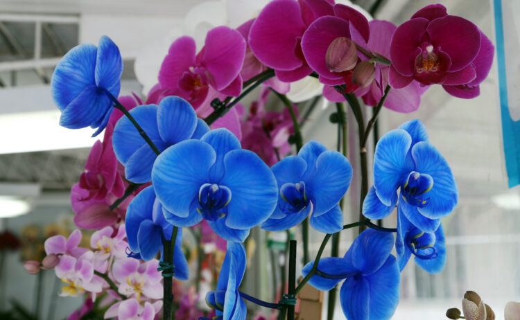 A produção de flores aumenta no Paraná, impulsionada por pequenos produtores familiares, que adotam o cultivo integrado com outras culturas. São produzidos, principalmente, crisântemos, rosas, orquídeas e grama para jardinagem. A Emater apoia os produtores, indicando as melhores práticas de cultivo. 
Curitiba, 15/01/2016.
Foto: Orlando Kissner/ANPr