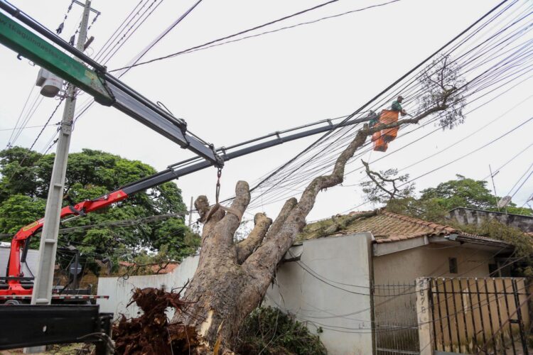 Consequência direta da força dos ventos foi a queda de árvores por toda a cidade Crédito: Rafael Macri/PMM