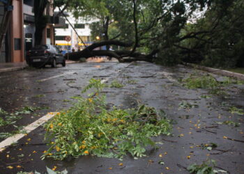 Árvores foram derrubadas por ventos de até 6o km/h (Crédito: Cristiano Martinez)
