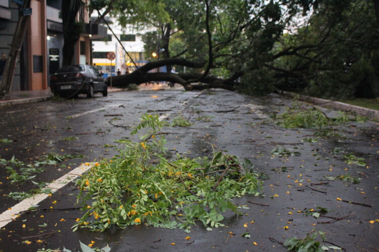 Árvores foram derrubadas por ventos de até 6o km/h (Crédito: Cristiano Martinez)