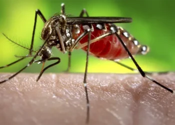 mulher de 28 anos é a terceira vítima da dengue em Maringá