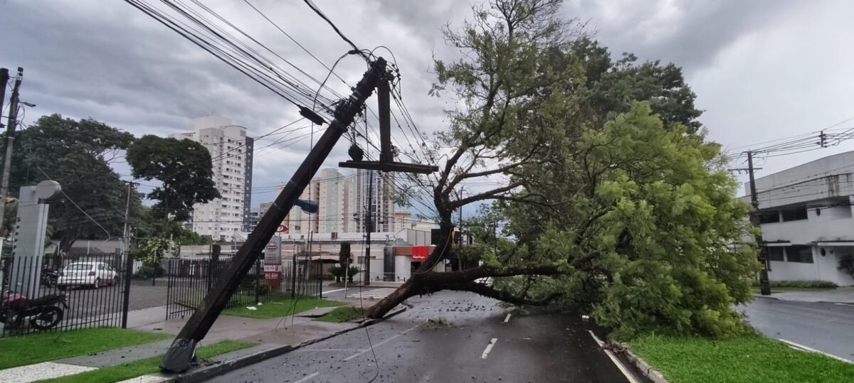 Vendaval derruba árvores e postes em Maringá