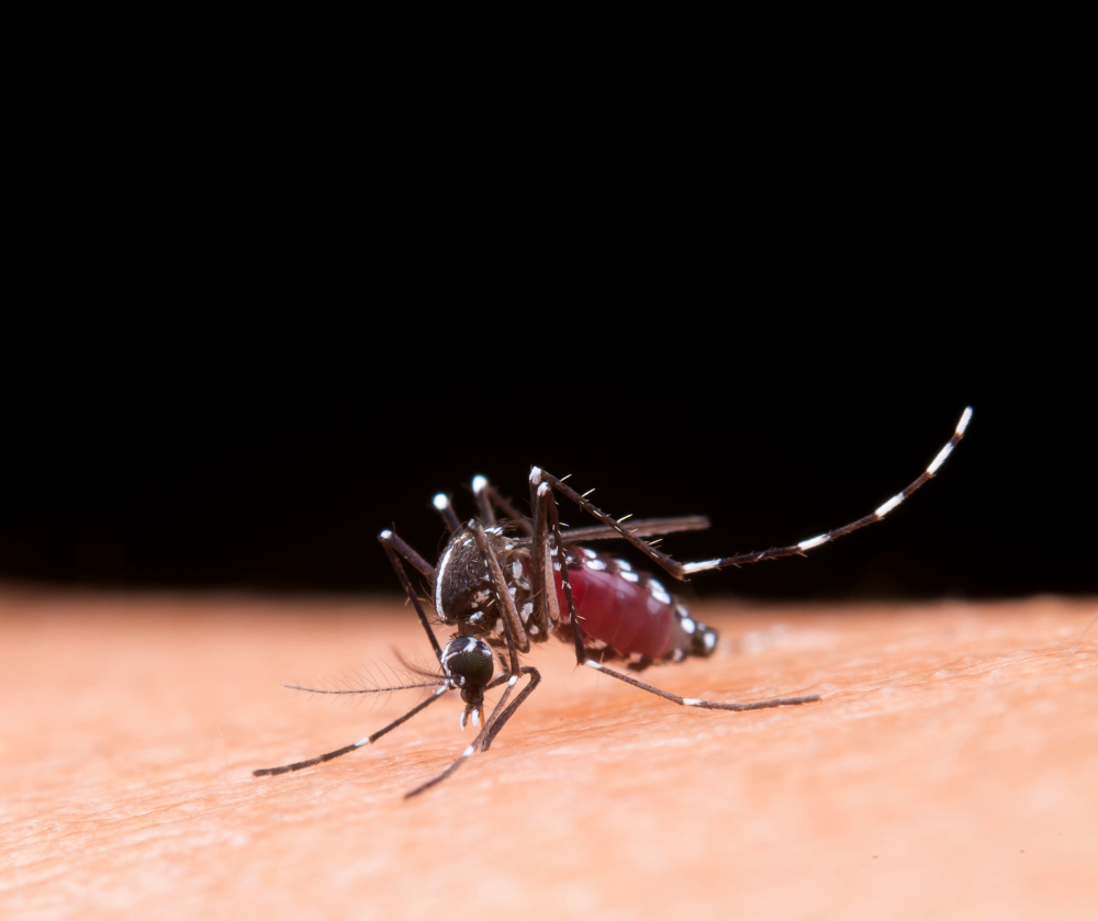 00000000 dengue RS de Mga