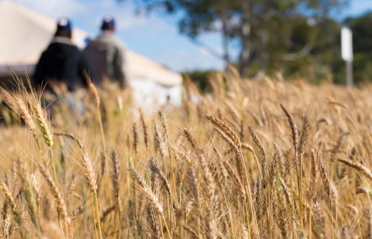 Preco do trigo praticamente atravessou 2023 em queda uAB9aK