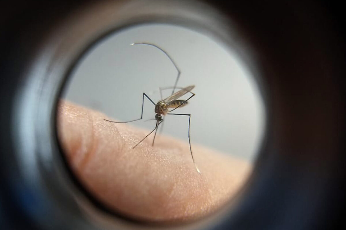 vacina contra a dengue
