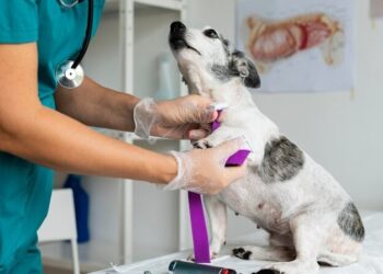 Por meio do aplicativo 'Petis' os donos de cães e gatos podem fazer a solicitação de castração - Crédito: Divulgação/Freepik