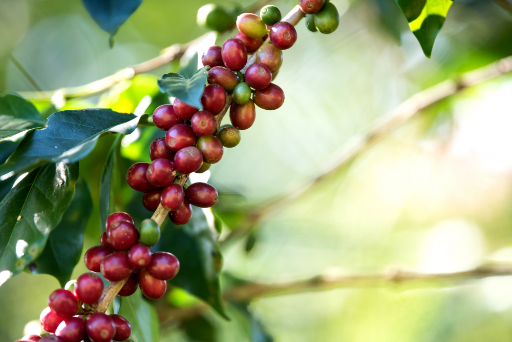 coffee bean berry ripening coffee farm