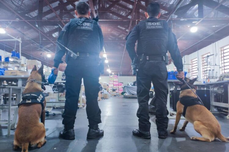 Cães policiais garantem precisão em operações da Polícia Penal do Paraná - Foto: Polícia Penal do Paraná