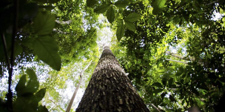 Bioeconomia é vantagem competitiva na transformação ecológica